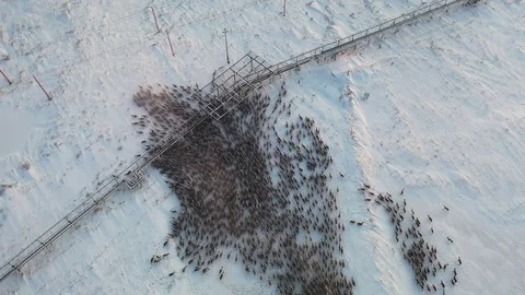 Reindeer the ander bridge Video stock 127045197