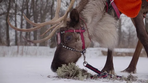 Reindeer with antlers eats moss Stock Footage 127964956