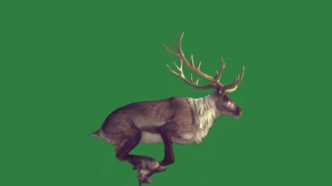 A reindeer with backpack on its back and scarf his head red green background Stock Footage 336856148