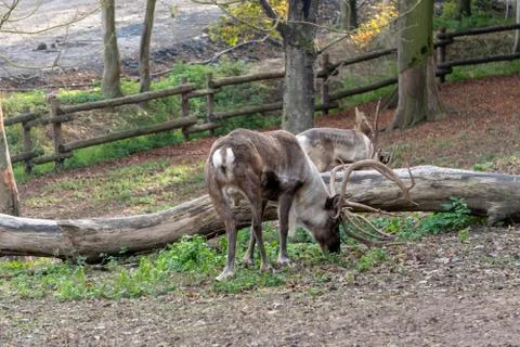 Reindeer from behind 스톡 사진