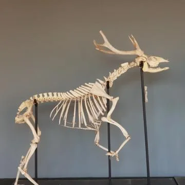 REINDEER Bone structure Stock Photos