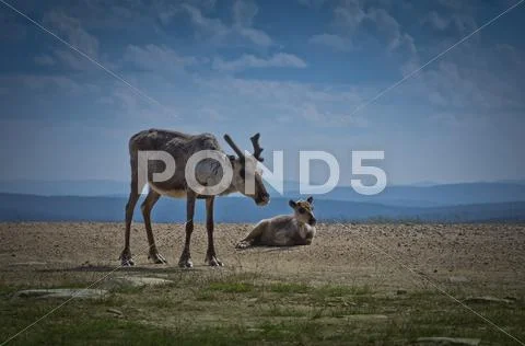 Reindeer with calf Stock Photos