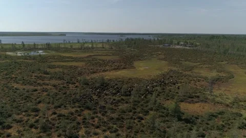 Reindeer (caribou) herd running through taiga. Aerial view Stock Footage 281262510