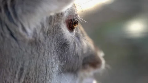 Reindeer, deer eating, selective focus to blinkiong eye, closeup slow motion Stock Footage 257945472