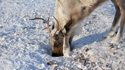 Reindeer digging for food in the snow Stock Footage 336399140