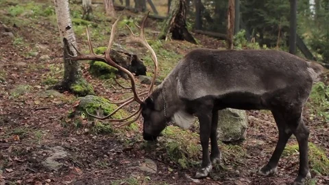 Reindeer Eat Moss in the Forest 動画素材 71777128