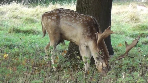 Reindeer Eating Stock Footage 75960643