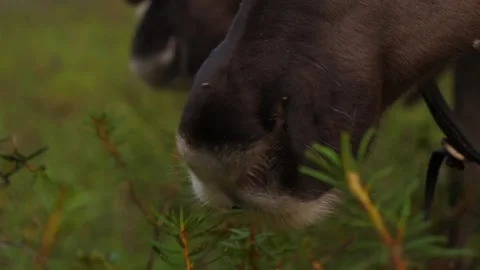 Reindeer eats close-up Stock Footage 283377244