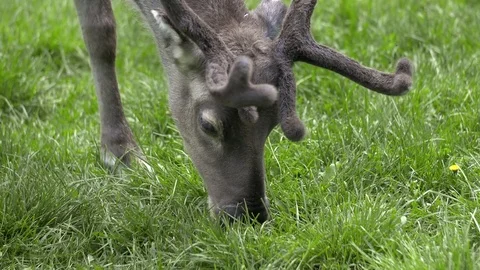 Reindeer eats green gras closeup Stockbeeldmateriaal 70145488