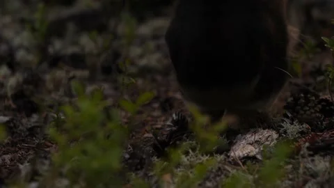 Reindeer eats a mushroom Stock Footage 169973699