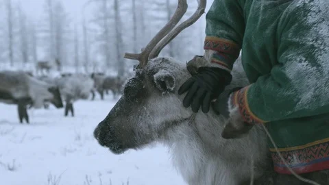 A reindeer in the far North Stock Footage 102711251