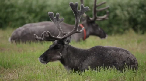 Reindeer in the field Stock Footage 67677669