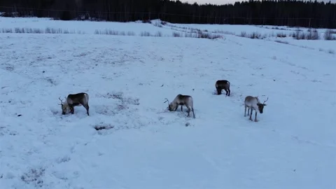 Reindeer in the Field Stock Footage 169280847
