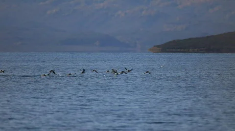 Reindeer Stock Footage 589446