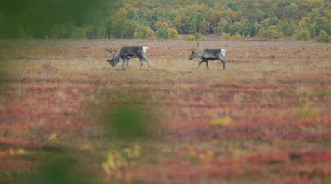 Reindeer Stock Footage 589690