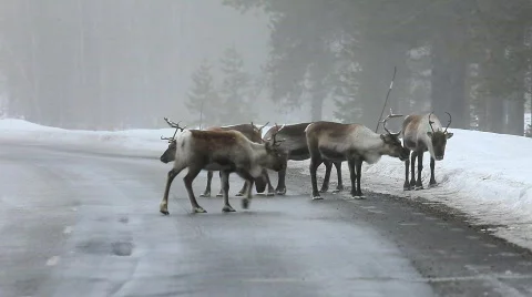 Reindeer Stock Footage
