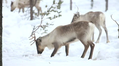 Reindeer Stock Footage 677360