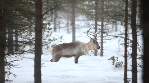 Reindeer Stock Footage 677926