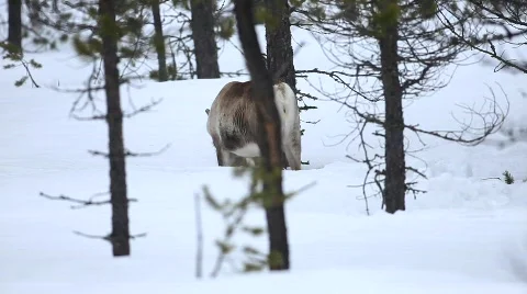 Reindeer Stock Footage 678132