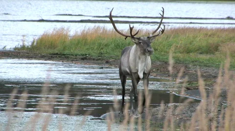 Reindeer. Video stock 708690