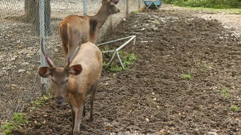 Reindeer 스톡 동영상 908175