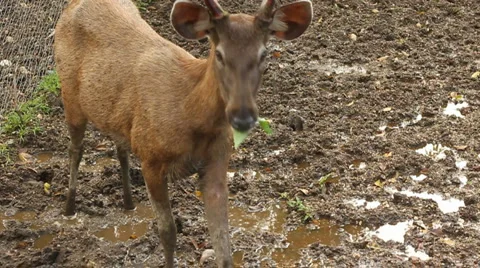 Reindeer  스톡 동영상 909832