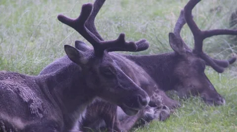 Reindeer Stock Footage 8519598