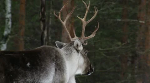 A reindeer Stock Footage 11333306