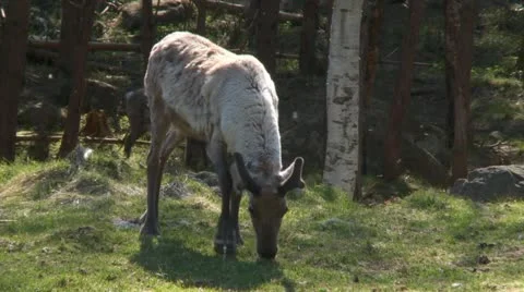 Reindeer Stock Footage