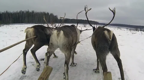 Reindeer Stock Footage 33608071