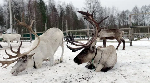 Reindeer Stockbeeldmateriaal 33608095