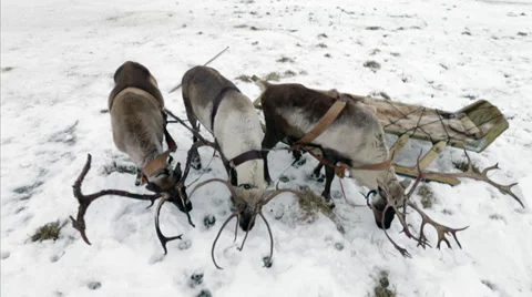 Reindeer Stock Footage 33608103
