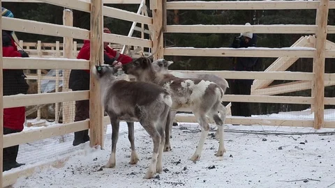 Reindeer Stock Footage 73354682