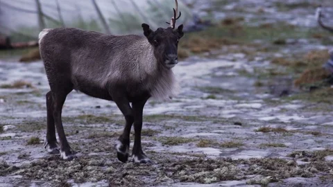 Reindeer Stock Footage 89505094