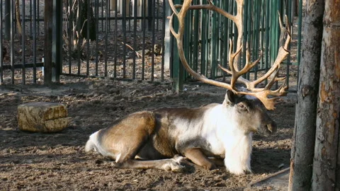 Reindeer Stock Footage 91964007