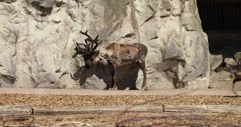 Reindeer Stock Footage 101523470
