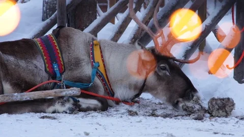 Reindeer Stock Footage 122941647