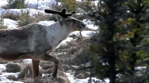 Reindeer Stock Footage 141264814