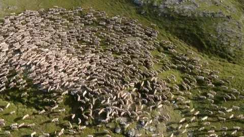 Reindeer Stock Footage 164551978