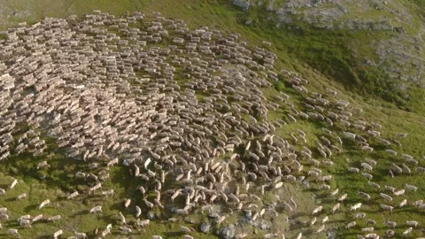 Reindeer 스톡 동영상 164552253