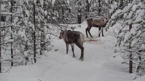 Reindeer forest Stock Footage 154366474