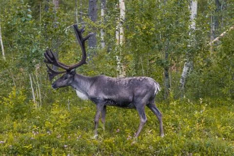 Reindeer in the forest Stock Photos