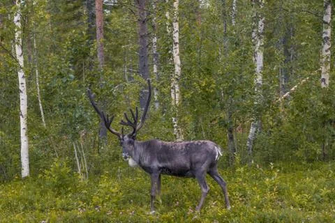 Reindeer in the forest Foto stock