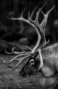 Reindeer in the forest Stock Photos