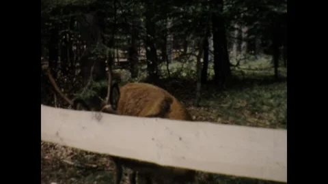 Reindeer in Germany Stock Footage 252735184