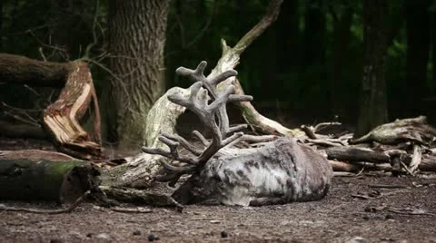 Reindeer getting up Stock Footage 11095042