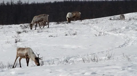Reindeer Graze On The Winter Forest Stock Footage 44204267