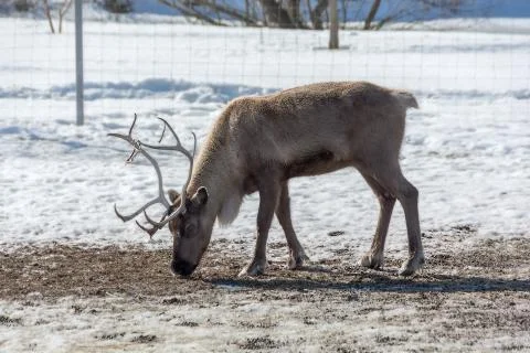 Reindeer grazing in the paddock Stock Photos