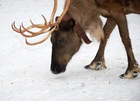 Reindeer grazing paddock Stock Photos