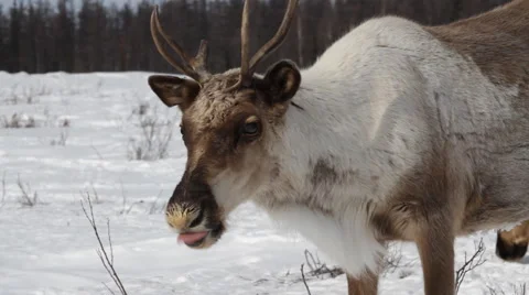 Reindeer group on pastures Stock Footage 44204529